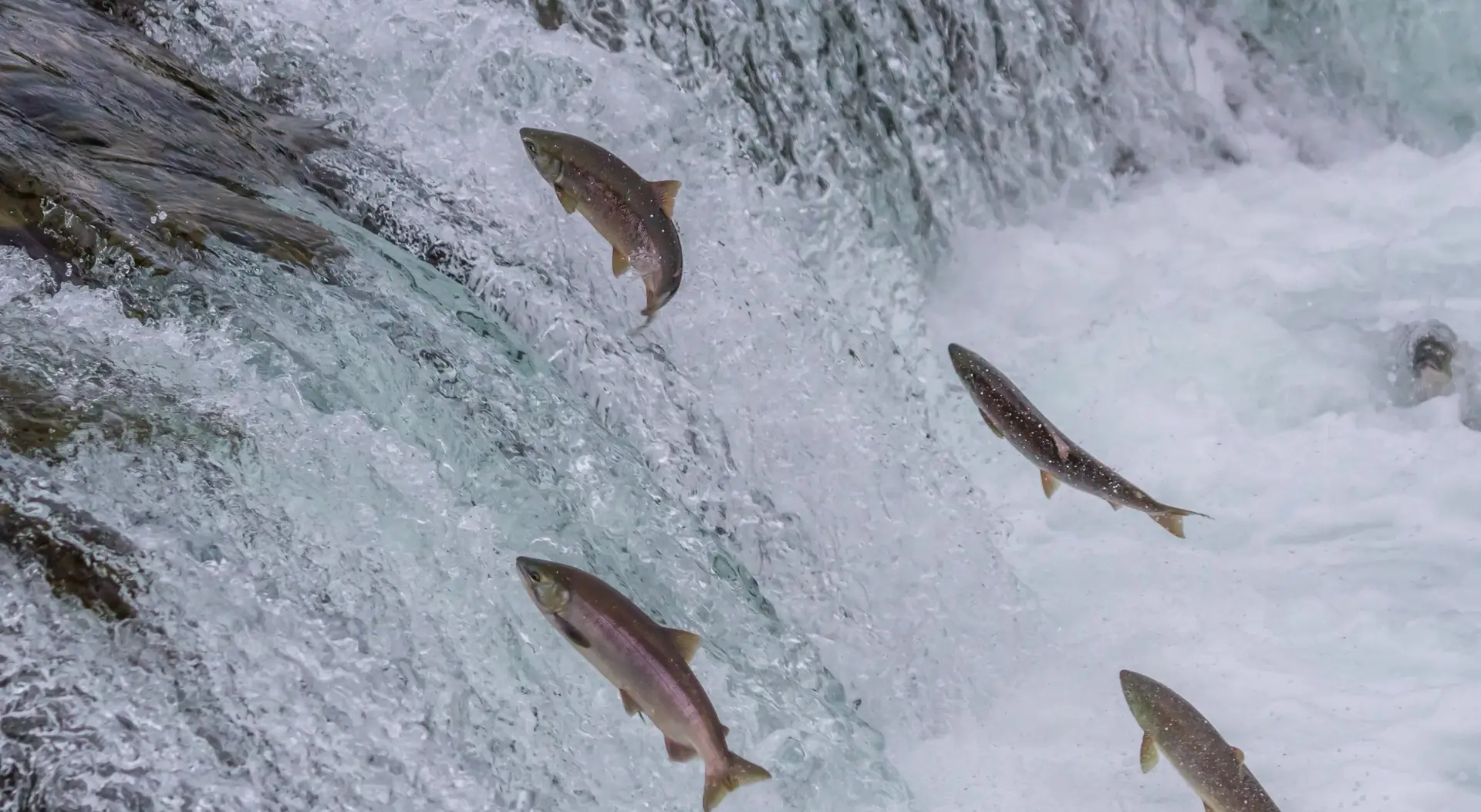 Shopping Guide: Fish