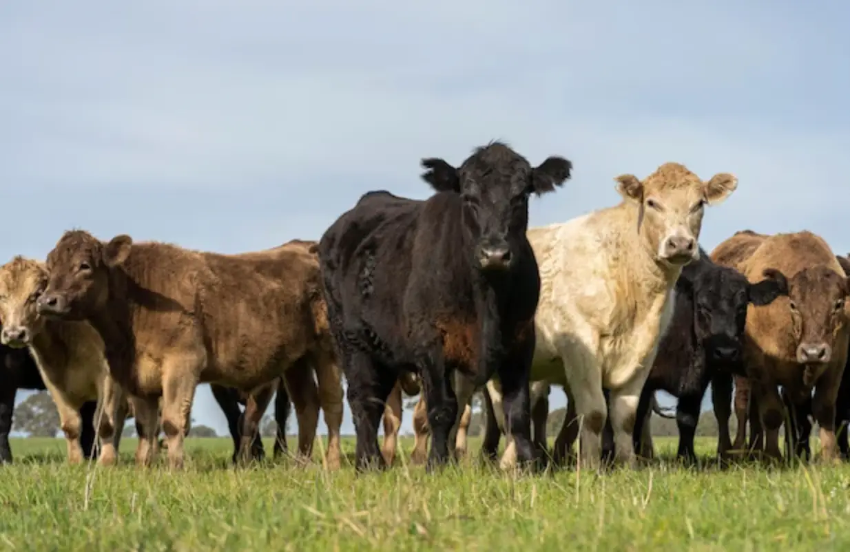 Shopping Guide: Beef